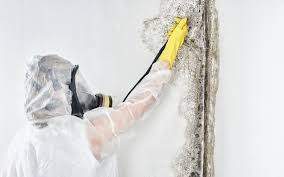 Biohazard Mold Removal in Merlin, OR